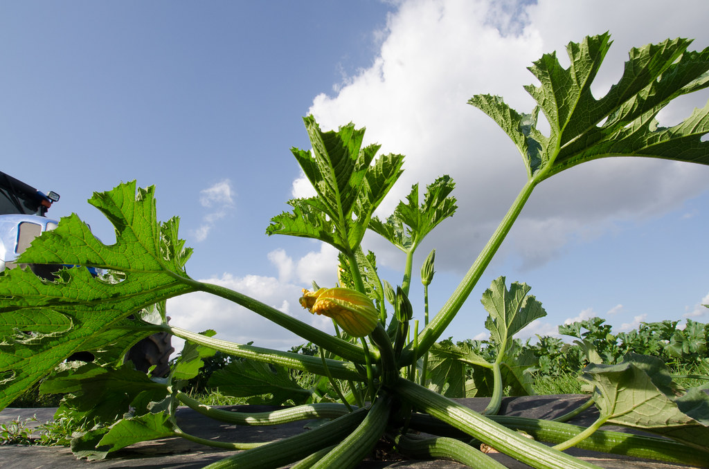Pompe de surface pour l’arrosage du jardin : bien la dimensionner