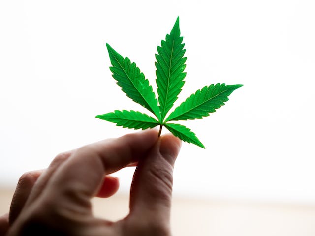 Indica contre Sativa : Comprendre les variétés de cannabis